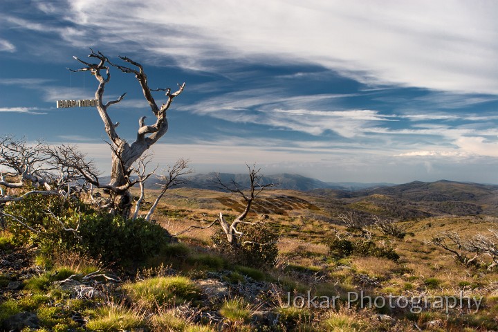 Farm Ridge tree.jpg - Farm Ridge/Bogong.  The base photograph for this image was recorded along the now-overgrown Farm Ridge Fire Trail, at the top of a climb up from the Tumut River and several kilometres north of the ruins of the Farm Ridge Hut. It looks south along the ridge towards Mt Jagungal and the Main Range in the far distance.The Aboriginal visitors to this area (which appears to have never had year-round residents) used different names to denote a place, according to their language group, clan membership, level of initiation into sacred knowledge - and even the season. ‘Jagungal’, the name now applied to the largest mountain of the area, is only one of the names transcribed by early European visitors, who also recorded the name as ‘Targil’, ‘Teangal’, ‘Jar-gan-gil’, ‘Corunal’ and ‘Coruncal’. It is no longer possible to know whether the current ‘official’ name ‘Jagungal’ would have been understood by the original inhabitants.It is certain, however, that ‘Bogong’ was widely used to indicate the places where Bogong moths could be found during the summer months, the high country places with granite boulders that were destinations for seasonal migration and feasting. Jagungal was referred to as ‘The Big Bogong’, so as to distinguish it from other destinations such as those now known as ‘Dicky Cooper Bogong’, ‘Paddy Rush’s Bogong’ and ‘Grey Mare Bogong’.The ‘Bogong’ name referred not only to the peak, but also to the surrounding region. The name identified not just a place - but the function and value of the place as well i.e. as country where Bogong moths may be had.The European pastoralists who commenced their own seasonal visits to the region in the around the mid-19th century demanded a more precise and detailed set of names for the topographic features and localities of the area, and set about putting their own names onto the landscape. For them, this naming of places was connected with the assertion of ownership. If I know names for all the places in a region, especially if I have named them myself, then my claim to a legitimate and proprietorial relationship with the place is strengthened. Like the original inhabitants, the mountain stockmen frequently adopted place names referring to some story associated with the place (e.g. ‘Pugilistic Creek’, after two stockmen who rolled into the creek during a fight) or to the function or value of the area. ‘Farm Ridge’, which runs north from near the foot of Mt Jagungal along the Tumut River, is a name which clearly denotes the area as a place for white Australian agriculture - and no longer as a place for feasting on the Bogong moth. (Though, interestingly, the mountain stockmen who visited and worked in this area up until about 60 years ago still referred to Jagungal as “The Big Bogong”.In Farm Ridge/Bogong, I have tried to juxtapose these two opposing visions of the mountain scene. The ‘Bogong’ name is embedded in the landscape (through thousands of years of use). The ‘Farm Ridge’ name is just tacked on, suspended from a tree branch, in a more fragile way, reflecting a shallower connection to the land. Perhaps the country ‘knows itself’ as Bogong, but has not (yet?) come to identify itself as Farm Ridge.What’s interesting to me is that neither name now reflects the actual current human use of the land. No-one comes to harvest the summer Bogong moths any more, and summer grazing of stock in this region, now designated as the ‘Jagungal Wilderness’ within the Kosciuszko National Park, ceased decades ago. But the Bogong moths still come every summer.